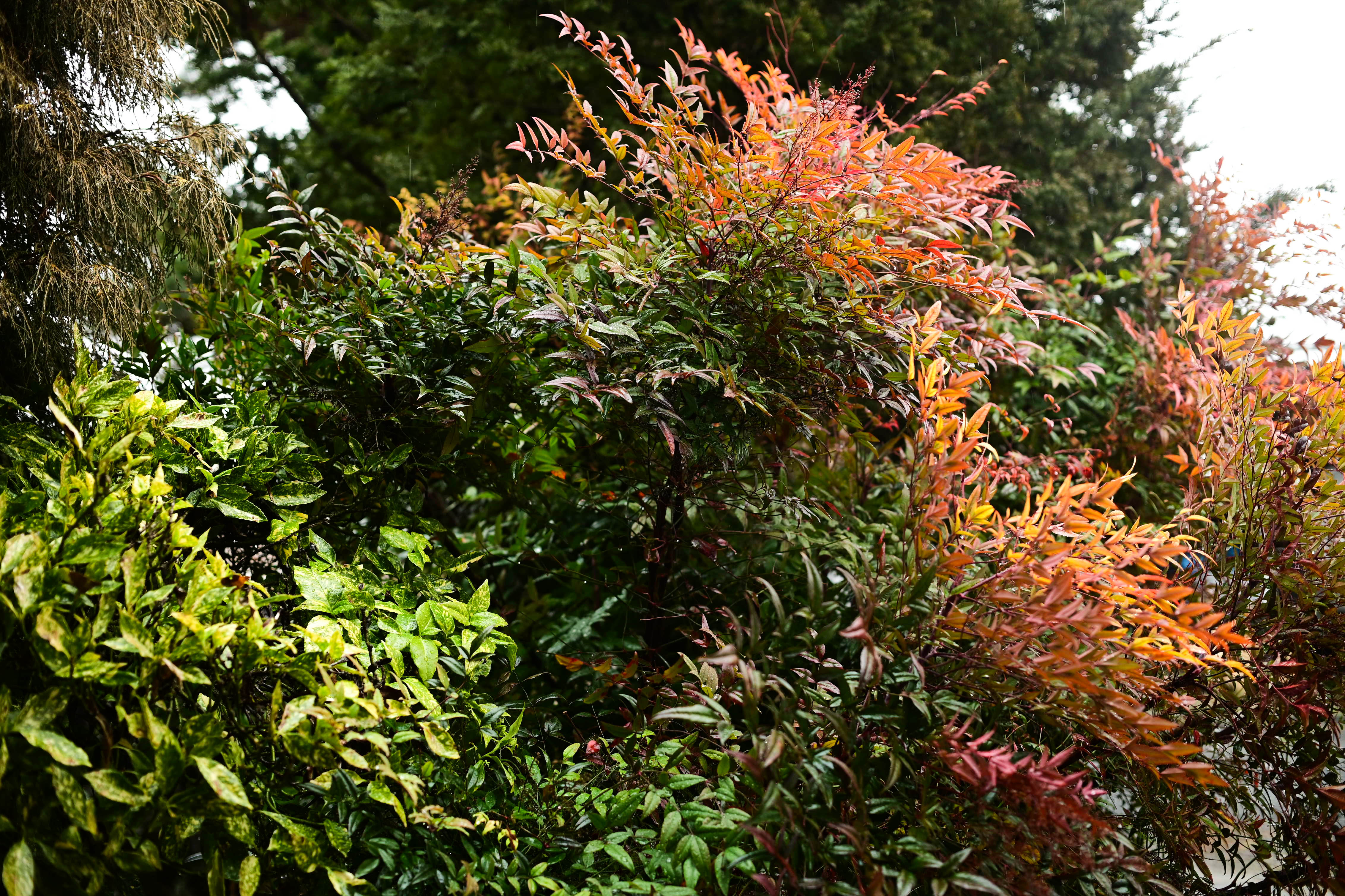 Canon AE-1 + FD 50mm f/1.4 S.S.C. photo - Image 29