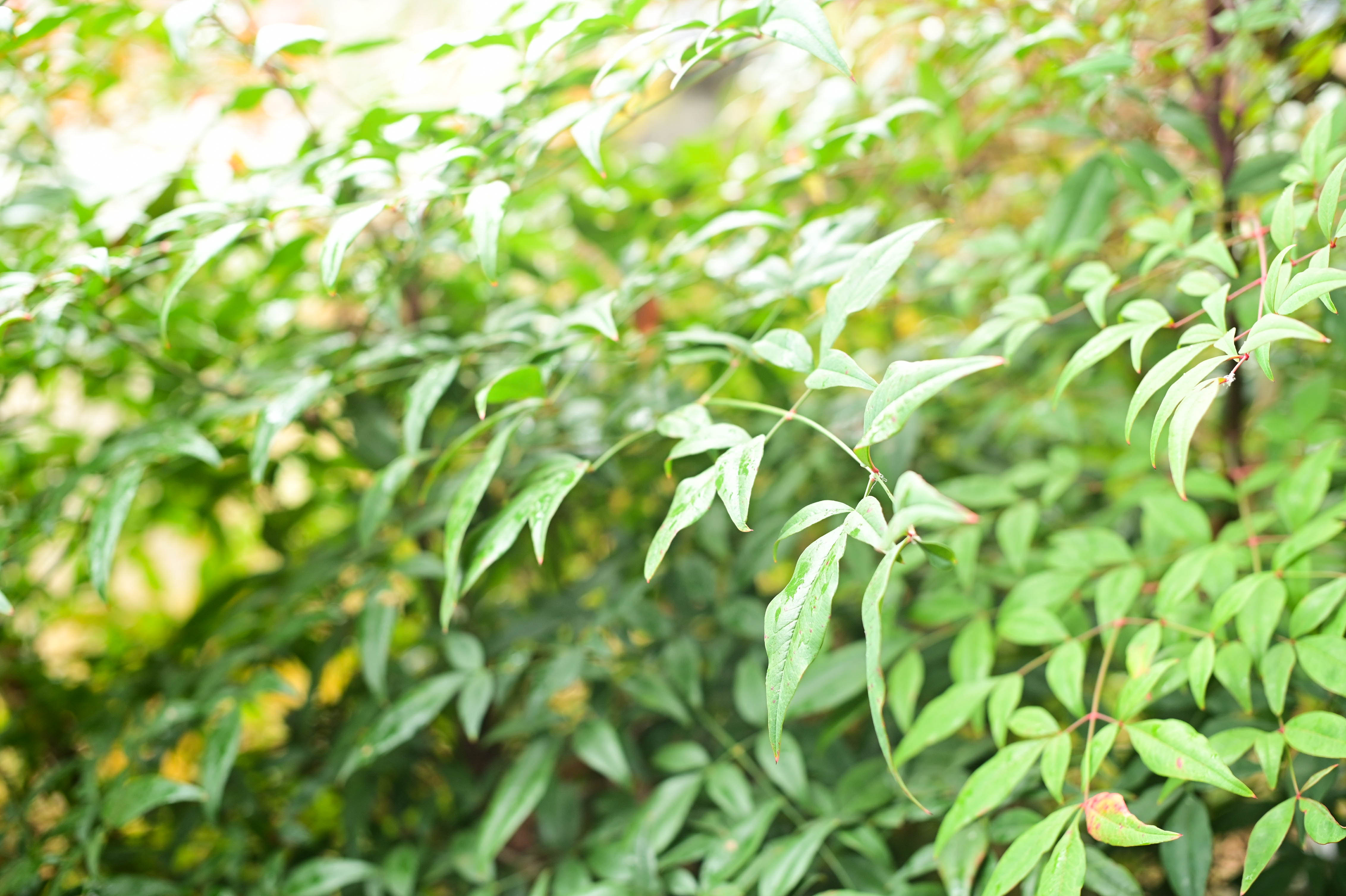 Canon AE-1 + FD 50mm f/1.4 S.S.C. photo - Image 30