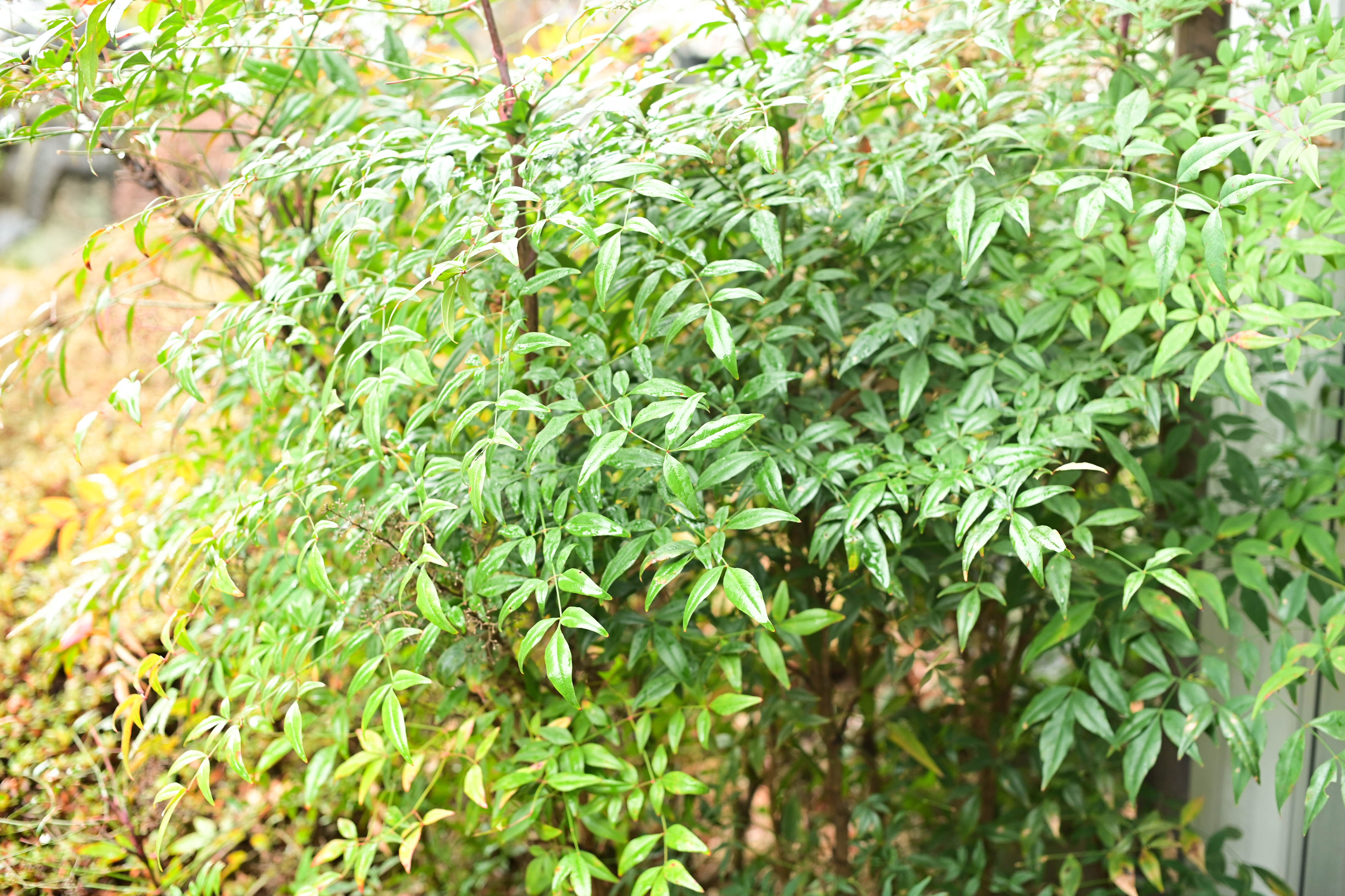 Canon AE-1 + FD 50mm f/1.4 S.S.C. photo - Image 31